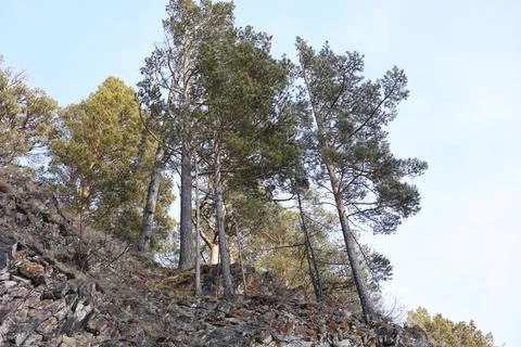 Pine trees growing on the mountain in Arshan Foto stock