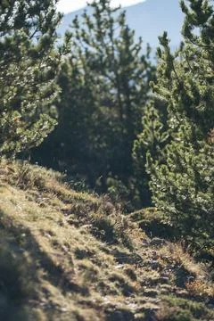 Pine trees growing in mountains. Stock Photos