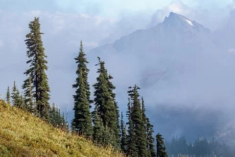 Pine trees growing out of a steep mountain slope Stock Photos