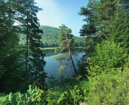 Pine trees growing on river slope in summer Stock Photos