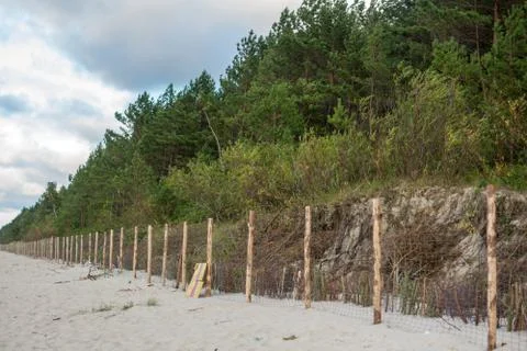 Pine trees growing on sandy dune Stock Photos