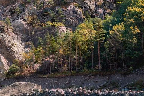 Pine trees growing on steep rocky mountain slope with granite cliffs 库存照片