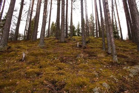 Pine trees growing on steep slope in forest Stock Photos