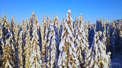 Pine trees heavy with snow on a clear blue day in a winter wonderland. 스톡 사진