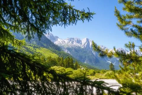 Pine trees with high mountain peaks Stock Photos