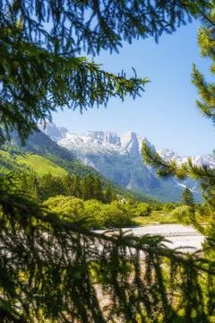 Pine trees with high mountain peaks Stock Photos
