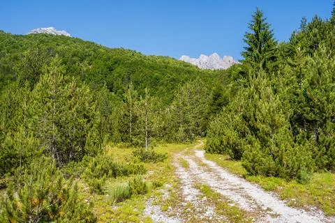 Pine trees with high mountain peaks Stock Photos
