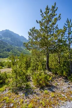 Pine trees with high mountain peaks Stock Photos