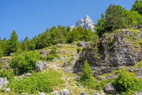 Pine trees with high mountain peaks Stock Photos