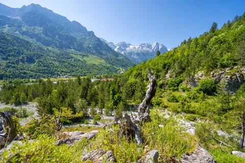 Pine trees with high mountain peaks Stock Photos