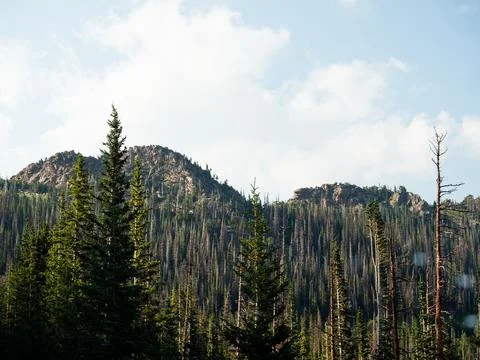 Pine trees with hill in background. Stock Photos