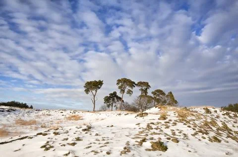 Pine trees on hill covered with snow over blue sky, Nunspeet, Netherlands Stock Photos