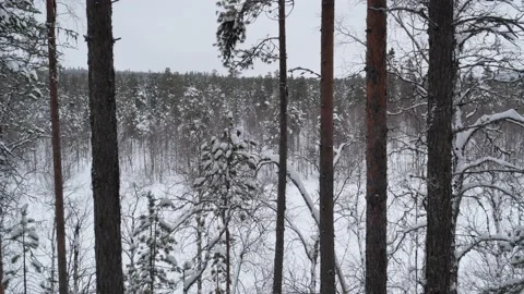 Pine trees on hill Stock Footage 153768015