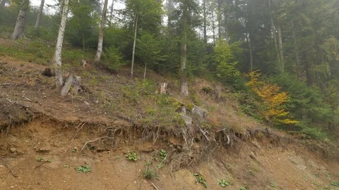 Pine Trees on a Hill Roots on a Slope Autumn Foggy Day in Forest Coniferous and 動画素材 71635290