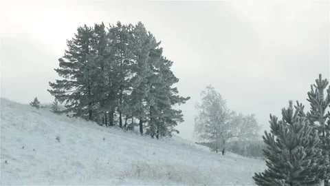 Pine trees on the hill winter landscape panning shot Stock Footage 118134981