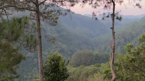 Pine trees on a hillside overlooking a lush misty valley at sunset Video stock 332368156