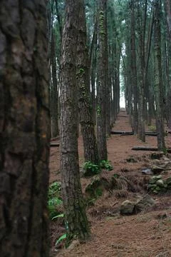 Pine trees in a hillside Stock Photos