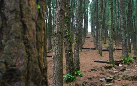 Pine trees in a hillside Foto stock