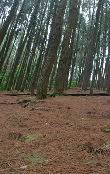 Pine trees in a hillside Stock Photos