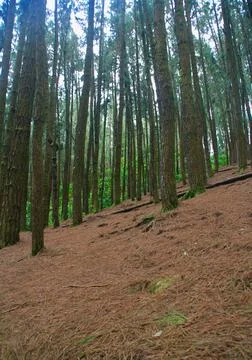 Pine trees in a hillside Stock Photos