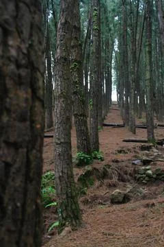 Pine trees in a hillside Stock Photos
