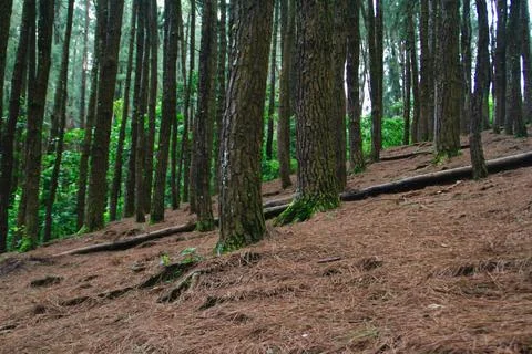 Pine trees in a hillside Stock Photos