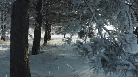 Pine trees in hoarfrost beautiful winter forest scene close up Stock Footage 118600548