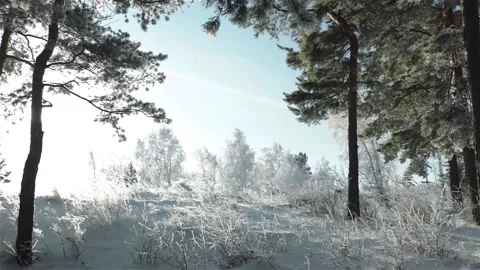 Pine trees in hoarfrost beautiful winter scene panning shot Stock Footage 119072828