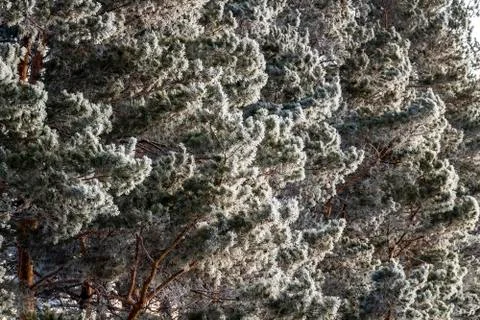Pine trees in hoarfrost Stock Photos
