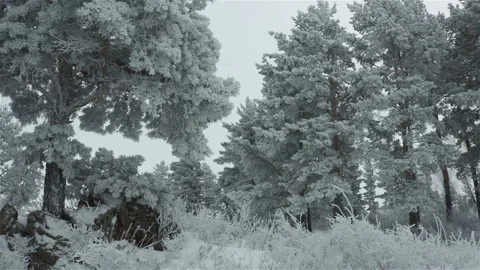 Pine trees in hoarfrost winter forest  scene Stock-Footage 117048575
