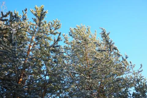 Pine trees hold a layer of snow on their branches in Taiga Karelia. The sce.. Photos