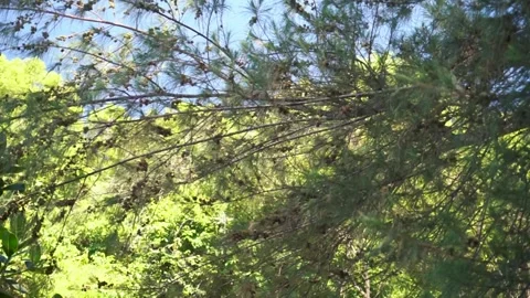 Pine trees on a hot summer day. Stock Footage 325441172
