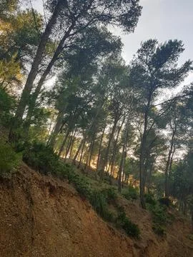 Pine trees hugging the sky Stock Photos