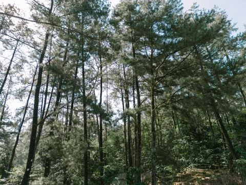 Pine trees illuminated by the backlight of the rising sun, casting a serene.. Foto stock