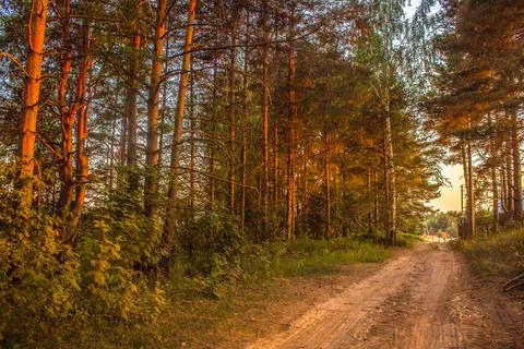 Pine trees illuminated by setting sun along road. Rural landscape Stock Photos