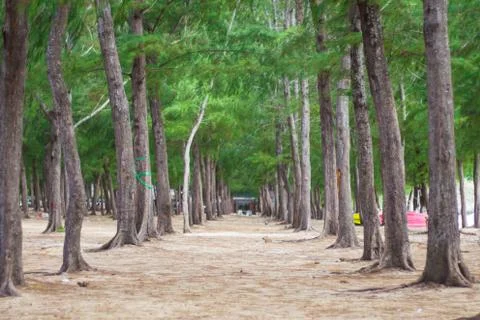Pine trees on the island. Stock Photos
