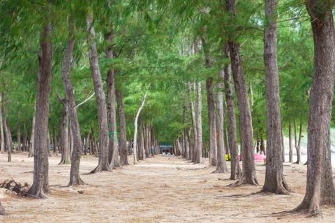 Pine trees on the island. Stock Photos