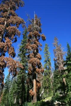 Pine trees killed by bark beetles Stock Photos