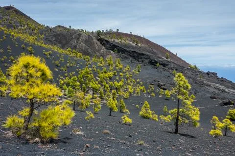 Pine trees in La Palma Stock Photos