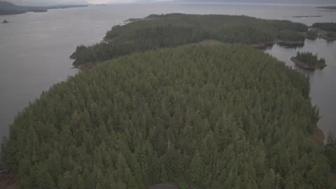 Pine Trees On Lake drone slow motion Stock Footage 255144327