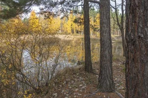 Pine trees by the lake 库存照片