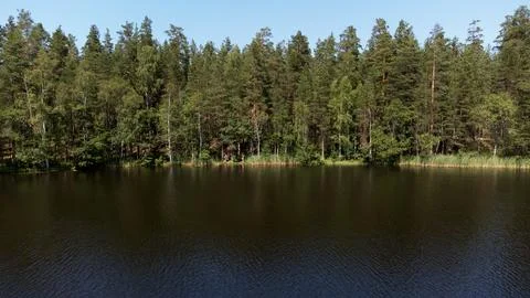 Pine trees by the lake Stock Photos
