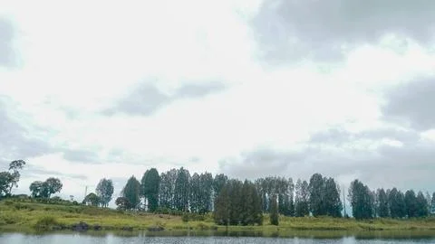 Pine trees at lake Foto stock