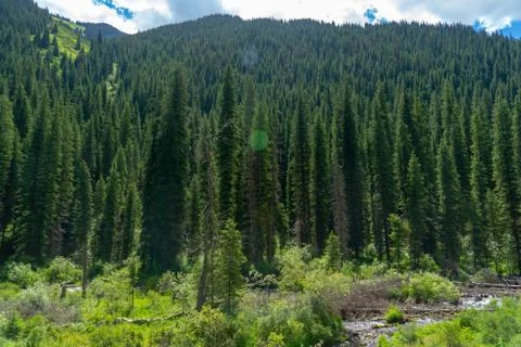 Pine Trees by the Lake under Sunlight - Kazakhstan National Park Stock Photos