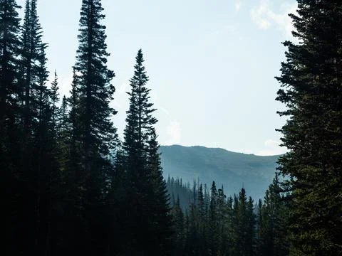 Pine trees leading to the mountains. Stock-Fotos