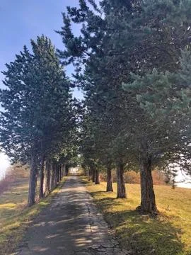 Pine trees in lines across road and blue sky. Pine park. Autumn park Stock Photos
