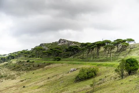 Pine trees lining hillside road in Serra de Montejunto Foto stock