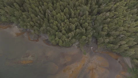 Pine Trees Lining Lake Drone Slow Motion Aerial Stock Footage 255144365