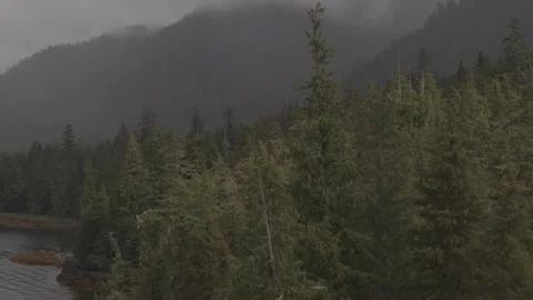 Pine Trees lining Lake with large tree covered mountains in background with fog Stock Footage 255317685