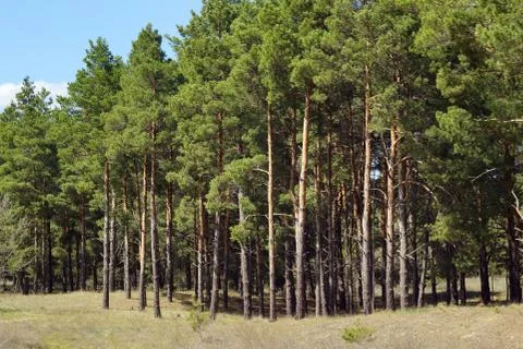 Pine trees lit by the sun Stock Photos
